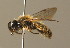  (Andrena bicolor - BC ZSM HYM 00002)  @15 [ ] CreativeCommons - Attribution Non-Commercial Share-Alike (2010) Unspecified SNSB, Zoologische Staatssammlung Muenchen