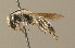  (Andrena montana - BC ZSM HYM 00004)  @13 [ ] CreativeCommons - Attribution Non-Commercial Share-Alike (2010) Unspecified SNSB, Zoologische Staatssammlung Muenchen