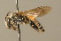  ( - BC ZSM HYM 00014)  @11 [ ] CreativeCommons - Attribution Non-Commercial Share-Alike (2010) Unspecified SNSB, Zoologische Staatssammlung Muenchen