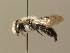  (Andrena cineraria - BC ZSM HYM 00027)  @14 [ ] CreativeCommons - Attribution Non-Commercial Share-Alike (2010) Unspecified SNSB, Zoologische Staatssammlung Muenchen