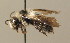  (Andrena barbareae - BC ZSM HYM 00031)  @13 [ ] CreativeCommons - Attribution Non-Commercial Share-Alike (2010) Unspecified SNSB, Zoologische Staatssammlung Muenchen