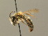  (Andrena fulva - BC ZSM HYM 00036)  @14 [ ] CreativeCommons - Attribution Non-Commercial Share-Alike (2010) Unspecified SNSB, Zoologische Staatssammlung Muenchen