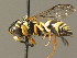  (Pterocheilus phaleratus - BC ZSM HYM 00046)  @14 [ ] CreativeCommons - Attribution Non-Commercial Share-Alike (2010) Unspecified SNSB, Zoologische Staatssammlung Muenchen