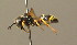  ( - BC ZSM HYM 00047)  @12 [ ] CreativeCommons - Attribution Non-Commercial Share-Alike (2010) Unspecified SNSB, Zoologische Staatssammlung Muenchen