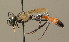 ( - BC ZSM HYM 00061)  @12 [ ] CreativeCommons - Attribution Non-Commercial Share-Alike (2010) Unspecified SNSB, Zoologische Staatssammlung Muenchen