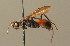  ( - BC ZSM HYM 00067)  @11 [ ] CreativeCommons - Attribution Non-Commercial Share-Alike (2010) Unspecified SNSB, Zoologische Staatssammlung Muenchen