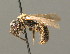  ( - BC ZSM HYM 00198)  @14 [ ] CreativeCommons - Attribution Non-Commercial Share-Alike (2010) Unspecified SNSB, Zoologische Staatssammlung Muenchen