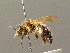  ( - BC ZSM HYM 00200)  @11 [ ] CreativeCommons - Attribution Non-Commercial Share-Alike (2010) Unspecified SNSB, Zoologische Staatssammlung Muenchen