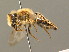 ( - BC ZSM HYM 00202)  @13 [ ] CreativeCommons - Attribution Non-Commercial Share-Alike (2010) Unspecified SNSB, Zoologische Staatssammlung Muenchen