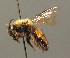 (Andrena clarkella - BC ZSM HYM 00207)  @15 [ ] CreativeCommons - Attribution Non-Commercial Share-Alike (2010) Unspecified SNSB, Zoologische Staatssammlung Muenchen