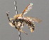  ( - BC ZSM HYM 00210)  @11 [ ] CreativeCommons - Attribution Non-Commercial Share-Alike (2010) Unspecified SNSB, Zoologische Staatssammlung Muenchen