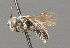  ( - BC ZSM HYM 00214)  @11 [ ] CreativeCommons - Attribution Non-Commercial Share-Alike (2010) Unspecified SNSB, Zoologische Staatssammlung Muenchen