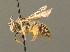  (Andrena humilis - BC ZSM HYM 00231)  @14 [ ] CreativeCommons - Attribution Non-Commercial Share-Alike (2010) Unspecified SNSB, Zoologische Staatssammlung Muenchen