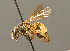  ( - BC ZSM HYM 00234)  @11 [ ] CreativeCommons - Attribution Non-Commercial Share-Alike (2010) Unspecified SNSB, Zoologische Staatssammlung Muenchen