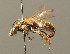  ( - BC ZSM HYM 00237)  @11 [ ] CreativeCommons - Attribution Non-Commercial Share-Alike (2010) Unspecified SNSB, Zoologische Staatssammlung Muenchen