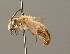  ( - BC ZSM HYM 00238)  @11 [ ] CreativeCommons - Attribution Non-Commercial Share-Alike (2010) Unspecified SNSB, Zoologische Staatssammlung Muenchen