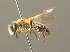  ( - BC ZSM HYM 00254)  @14 [ ] CreativeCommons - Attribution Non-Commercial Share-Alike (2010) Unspecified SNSB, Zoologische Staatssammlung Muenchen