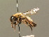  (Andrena nycthemera - BC ZSM HYM 00255)  @15 [ ] CreativeCommons - Attribution Non-Commercial Share-Alike (2010) Unspecified SNSB, Zoologische Staatssammlung Muenchen
