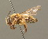  (Andrena praecox - BC ZSM HYM 00265)  @14 [ ] CreativeCommons - Attribution Non-Commercial Share-Alike (2010) Unspecified SNSB, Zoologische Staatssammlung Muenchen