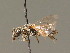  ( - BC ZSM HYM 00961)  @11 [ ] CreativeCommons - Attribution Non-Commercial Share-Alike (2010) Unspecified SNSB, Zoologische Staatssammlung Muenchen