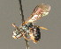  ( - BC ZSM HYM 00986)  @11 [ ] CreativeCommons - Attribution Non-Commercial Share-Alike (2010) Unspecified SNSB, Zoologische Staatssammlung Muenchen