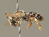  ( - BC ZSM HYM 01024)  @14 [ ] CreativeCommons - Attribution Non-Commercial Share-Alike (2010) Unspecified SNSB, Zoologische Staatssammlung Muenchen