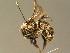  ( - BC ZSM HYM 01099)  @14 [ ] CreativeCommons - Attribution Non-Commercial Share-Alike (2010) Unspecified SNSB, Zoologische Staatssammlung Muenchen