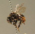 (Bombus ruderarius - BC ZSM HYM 01118)  @14 [ ] CreativeCommons - Attribution Non-Commercial Share-Alike (2010) Unspecified SNSB, Zoologische Staatssammlung Muenchen