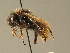 (Bombus rupestris - BC ZSM HYM 01121)  @15 [ ] CreativeCommons - Attribution Non-Commercial Share-Alike (2010) Unspecified SNSB, Zoologische Staatssammlung Muenchen