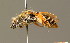  ( - BC ZSM HYM 01236)  @11 [ ] CreativeCommons - Attribution Non-Commercial Share-Alike (2010) Unspecified SNSB, Zoologische Staatssammlung Muenchen