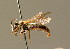  (Andrena angustior - BC ZSM HYM 01244)  @15 [ ] CreativeCommons - Attribution Non-Commercial Share-Alike (2010) Unspecified SNSB, Zoologische Staatssammlung Muenchen