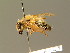  ( - BC ZSM HYM 01245)  @11 [ ] CreativeCommons - Attribution Non-Commercial Share-Alike (2010) Unspecified SNSB, Zoologische Staatssammlung Muenchen