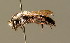  ( - BC ZSM HYM 01253)  @11 [ ] CreativeCommons - Attribution Non-Commercial Share-Alike (2010) Unspecified SNSB, Zoologische Staatssammlung Muenchen