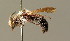  ( - BC ZSM HYM 01254)  @11 [ ] CreativeCommons - Attribution Non-Commercial Share-Alike (2010) Unspecified SNSB, Zoologische Staatssammlung Muenchen
