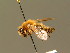  ( - BC ZSM HYM 01257)  @11 [ ] CreativeCommons - Attribution Non-Commercial Share-Alike (2010) Unspecified SNSB, Zoologische Staatssammlung Muenchen