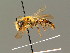  ( - BC ZSM HYM 01267)  @11 [ ] CreativeCommons - Attribution Non-Commercial Share-Alike (2010) Unspecified SNSB, Zoologische Staatssammlung Muenchen