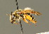  ( - BC ZSM HYM 01268)  @14 [ ] CreativeCommons - Attribution Non-Commercial Share-Alike (2010) Unspecified SNSB, Zoologische Staatssammlung Muenchen