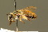  ( - BC ZSM HYM 01269)  @14 [ ] CreativeCommons - Attribution Non-Commercial Share-Alike (2010) Unspecified SNSB, Zoologische Staatssammlung Muenchen