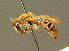  (Andrena chrysopus - BC ZSM HYM 01271)  @15 [ ] CreativeCommons - Attribution Non-Commercial Share-Alike (2010) Unspecified SNSB, Zoologische Staatssammlung Muenchen