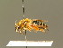  (Andrena chrysopyga - BC ZSM HYM 01272)  @15 [ ] CreativeCommons - Attribution Non-Commercial Share-Alike (2010) Unspecified SNSB, Zoologische Staatssammlung Muenchen