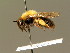  ( - BC ZSM HYM 01273)  @11 [ ] CreativeCommons - Attribution Non-Commercial Share-Alike (2010) Unspecified SNSB, Zoologische Staatssammlung Muenchen