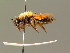  (Andrena clarkella - BC ZSM HYM 01275)  @15 [ ] CreativeCommons - Attribution Non-Commercial Share-Alike (2010) Unspecified SNSB, Zoologische Staatssammlung Muenchen