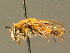  (Andrena combinata - BC ZSM HYM 01280)  @14 [ ] CreativeCommons - Attribution Non-Commercial Share-Alike (2010) Unspecified SNSB, Zoologische Staatssammlung Muenchen