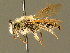  ( - BC ZSM HYM 01283)  @11 [ ] CreativeCommons - Attribution Non-Commercial Share-Alike (2010) Unspecified SNSB, Zoologische Staatssammlung Muenchen