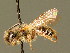  ( - BC ZSM HYM 01284)  @11 [ ] CreativeCommons - Attribution Non-Commercial Share-Alike (2010) Unspecified SNSB, Zoologische Staatssammlung Muenchen