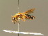  (Andrena congruens - BC ZSM HYM 01287)  @15 [ ] CreativeCommons - Attribution Non-Commercial Share-Alike (2010) Unspecified SNSB, Zoologische Staatssammlung Muenchen