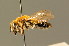  ( - BC ZSM HYM 01288)  @14 [ ] CreativeCommons - Attribution Non-Commercial Share-Alike (2010) Unspecified SNSB, Zoologische Staatssammlung Muenchen
