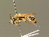  ( - BC ZSM HYM 01292)  @11 [ ] CreativeCommons - Attribution Non-Commercial Share-Alike (2010) Unspecified SNSB, Zoologische Staatssammlung Muenchen