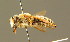  ( - BC ZSM HYM 01296)  @11 [ ] CreativeCommons - Attribution Non-Commercial Share-Alike (2010) Unspecified SNSB, Zoologische Staatssammlung Muenchen