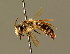  ( - BC ZSM HYM 01299)  @14 [ ] CreativeCommons - Attribution Non-Commercial Share-Alike (2010) Unspecified SNSB, Zoologische Staatssammlung Muenchen